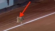 Yankees Fans Chant 'MVP!' As Elusive Cat Runs Across Field And Escapes Capture