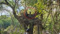 Dog Saved From 20-Foot Tree After Being Swept Away In Helene Flooding