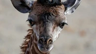Baby Giraffe Dies After Being 'Unexpectedly Startled' At North Carolina Zoo`