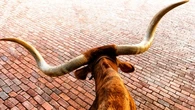 Escaped Bull In New Jersey Causes 45-Minute Train Delays