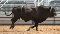 Rodeo Bull Hops Fence At Oregon Arena, Injures 3