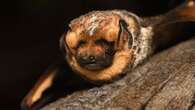 Oregon Bat, 'Hoary Potter' Wins Bizarre Beauty Contest