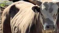 Bull That Jumped The Fence At Oregon Rodeo Is Retiring