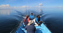 Urgen acciones para salvar a la ballena gris: "Requerimos el compromiso de todos"