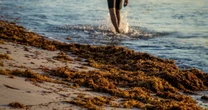Así llega el sargazo a las playas del Caribe: ruta y causas