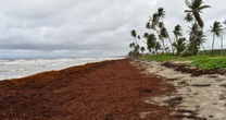 No más sargazo en playas: Ahora es un recurso pesquero en México