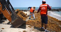 El 2026 se perfila para superar las 91,000 toneladas de sargazo que llegaron al Caribe Mexicano en 2025