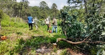 Golpe histórico al aguacate ilegal en Michoacán; Gobierno retira miles de plantas y árboles irregulares