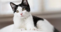 ¿Qué es la leucemia felina y cómo proteger a mi mascota?