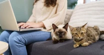 ¿Tus mascotas aún no tienen CURP? Así puedes inscribirlos al RUAC