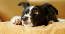 ¿Tu lomito no es "pet friendly"? Acá las razones y cómo ayudarlo