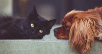 CURP para mascotas: desmienten plazos, multas y operativos contra dueños