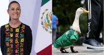 El pato “Merlín”, la mascota no oficial del Mundial invitada por Sheinbaum a la mañanera