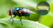 Así es el gusano barrenador de ganado que afecta a humanos en México