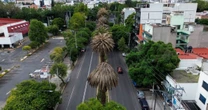 CDMX tiene 9,000 palmeras enfermas; inicia su sustitución por árboles nativos