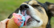 Golpe de calor en perros y gatos: cómo identificarlo y tratarlo
