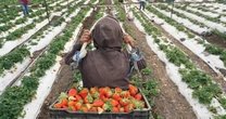 La revisión del T-MEC cambia las reglas para los agroexportadores de México