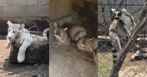 Un tigre cachorro, pumas y lémures son rescatados de domicilio en Edomex