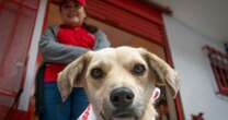 ¿El CURP para mascotas es obligatorio? Estas son las multas por no tramitarlo