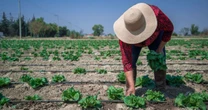 México investiga con EU brote de ciclosporiasis ligado a lechuga iceberg
