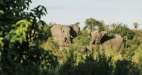 Un encuentro con lo salvaje: así es la experiencia de un safari en Botsuana