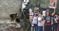 Aunque es delito, el maltrato animal persiste en la Ciudad de México