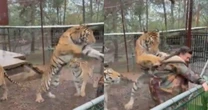 ¿Por qué el tigre Rayitas se abalanzó sobre su veterinaria? La misma profesional lo explica
