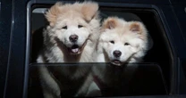 ¿Cuándo es el Día del Perro en México y por qué cambia de fecha?