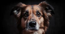 ¿Ya abrazaste a tu mejor amigo peludo? Conoce el origen del Día del Perro