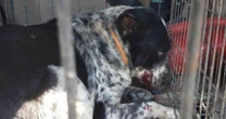 Reportan dos ataques de perros: una mujer en CDMX pierde el brazo y una bebé muere en Tamaulipas