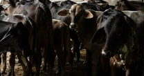 Autoridades hallan caso de gusano barrenador en Montemorelos, Nuevo León