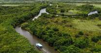 Secretaría de Medioambiente busca recuperar 12,000 hectáreas de manglar