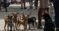 #ColumnaInvitada | Las mascotas como sujetos de derecho