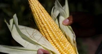 Anuncian paro nacional de agricultores en varios estados del país