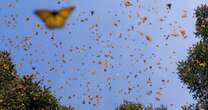 Mariposas monarca duplican su presencia en bosques de hibernación mexicanos