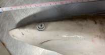 Tiburones de Río de Janeiro dan positivo por cocaína
