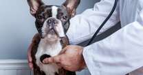 ¿Tu perrito se enfermó del estómago? Todo sobre cómo proteger su salud digestiva