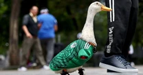 ¿Qué es la “Ley Merlín”? La propuesta en CDMX para proteger a animales virales