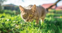 ¿Por qué se celebra el día internacional del gato el 8 de agosto? Lo que revela tu felino sin hablar