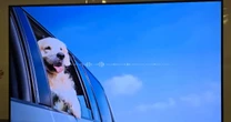 La tecnología se convierte en niñera de bebés y mascotas