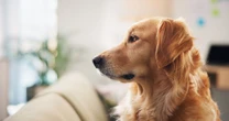 ¿Ansiedad en perritos? Sí, y es más común de lo que crees y así puedes identificarla