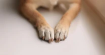 El mundo perdió al que era considerado el perro más longevo del mundo.