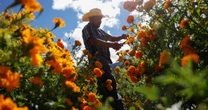 Flor de cempasúchil: su historia y significado en el Día de Muertos