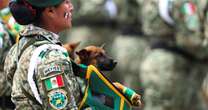 Perros y caballos militares: el papel de los animales en el Ejército Mexicano