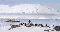 Ártico o Antártida: guía práctica para elegir tu próxima aventura polar