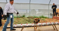 Perros rastreadores ayudan a México a combatir gusano barrenador del ganado
