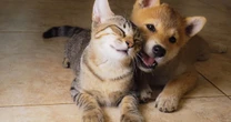 La razón para desparasitar a tu mascota esta temporada