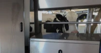 Así es el robot que ordeña vacas 62% más rápido que los humanos y analiza la salud del ganado