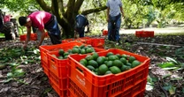 Rumbo al T-MEC, agroexportaciones de aguacate y berries quedan bajo lupa por certificación laboral y deforestación
