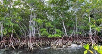 Ciudadanos arman frente legislativo para proteger la naturaleza en Quintana Roo